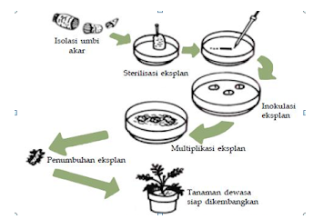 Detail Contoh Soal Ruang Lingkup Biologi Nomer 4