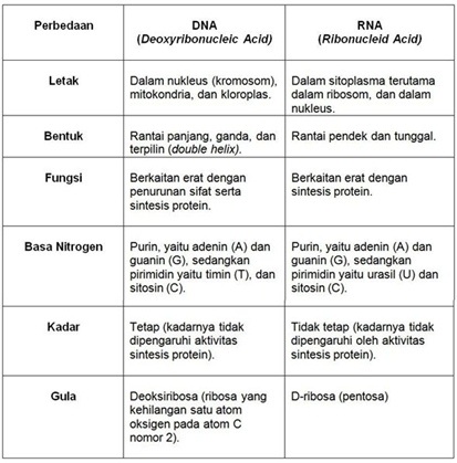 Detail Contoh Soal Sense Antisense Kodon Antikodon Nomer 46