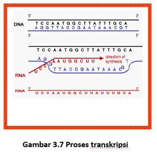 Detail Contoh Soal Sense Antisense Kodon Antikodon Nomer 6