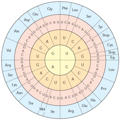 Detail Contoh Soal Sense Antisense Kodon Antikodon Nomer 51