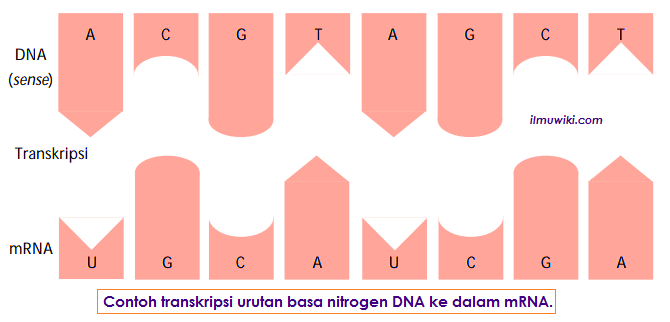 Detail Contoh Soal Sense Antisense Kodon Antikodon Nomer 53