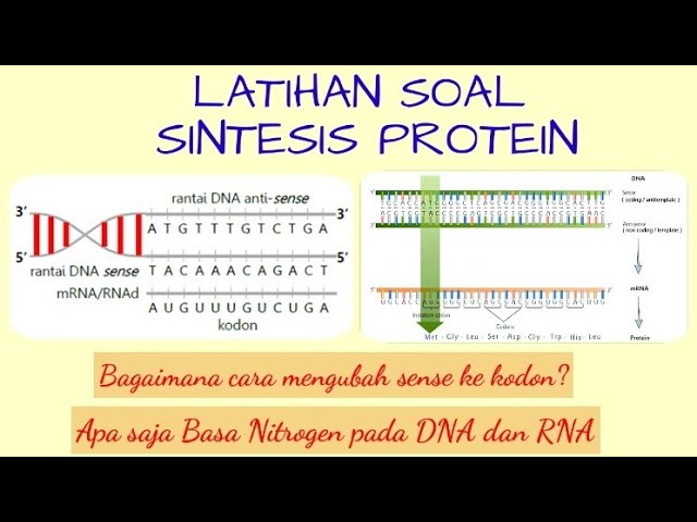 Detail Contoh Soal Sintesis Protein Nomer 2