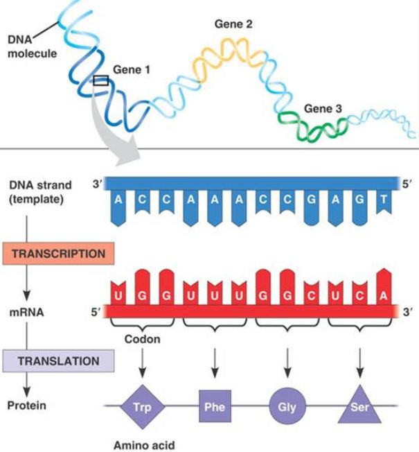 Detail Contoh Soal Sintesis Protein Nomer 19