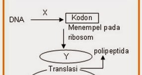 Detail Contoh Soal Sintesis Protein Nomer 21