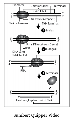 Detail Contoh Soal Sintesis Protein Nomer 36