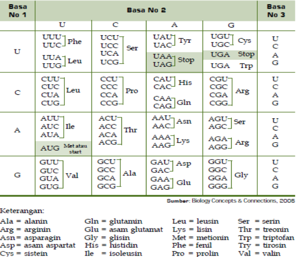 Detail Contoh Soal Sintesis Protein Nomer 37