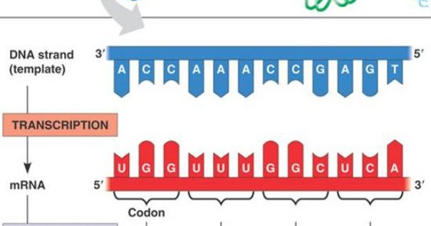 Detail Contoh Soal Sintesis Protein Nomer 40