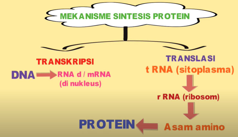 Detail Contoh Soal Sintesis Protein Nomer 44