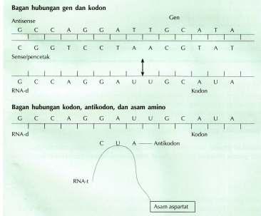 Detail Contoh Soal Sintesis Protein Nomer 45