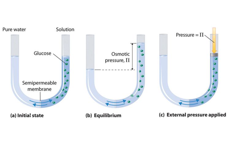 Detail Contoh Soal Tekanan Osmosis Nomer 22