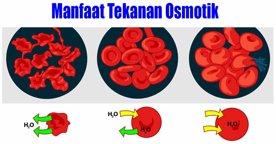 Detail Contoh Soal Tekanan Osmosis Nomer 38