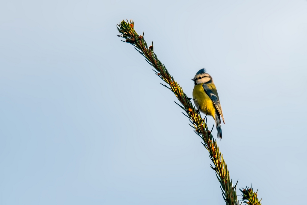 Detail Hintergrundbilder Baum Nomer 11