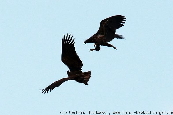 Detail Steinadler Im Angriff Nomer 8