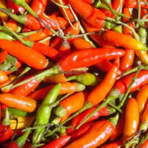 Gambar Lombok Cabe - KibrisPDR