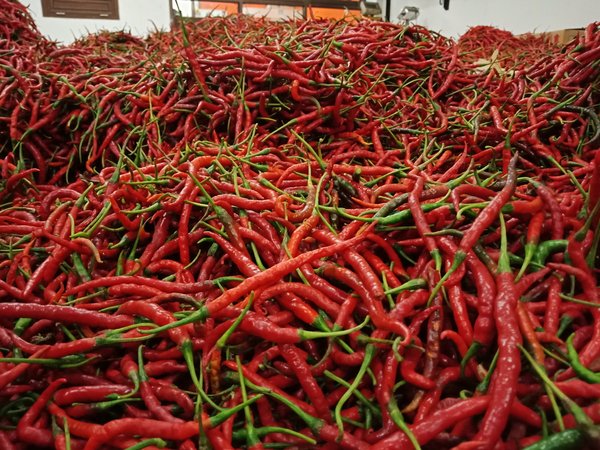 Detail Gambar Lombok Cabe Nomer 12