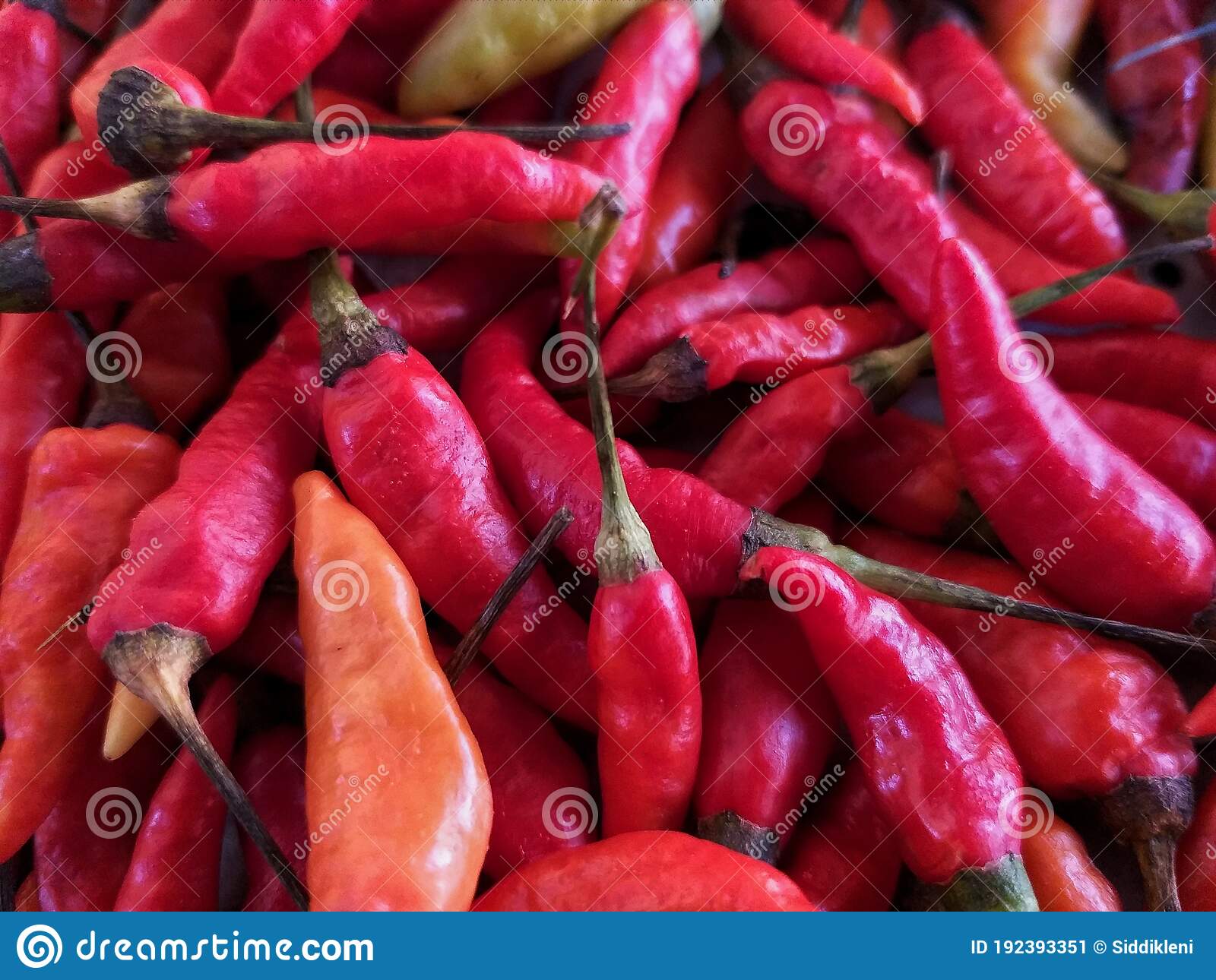 Detail Gambar Lombok Cabe Nomer 13