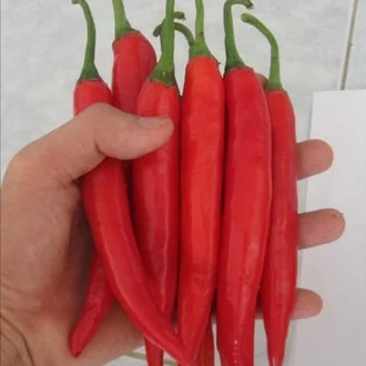 Detail Gambar Lombok Cabe Nomer 14