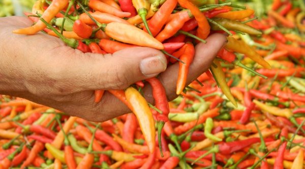 Detail Gambar Lombok Cabe Nomer 15
