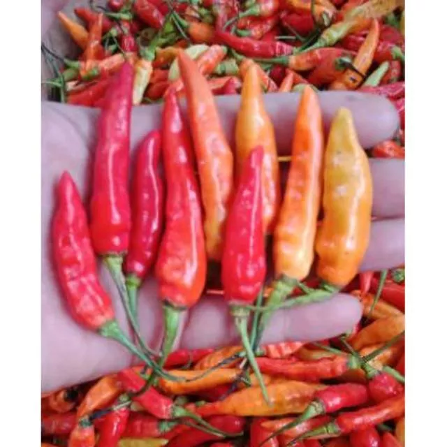 Detail Gambar Lombok Cabe Nomer 18