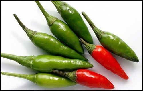 Detail Gambar Lombok Cabe Nomer 19