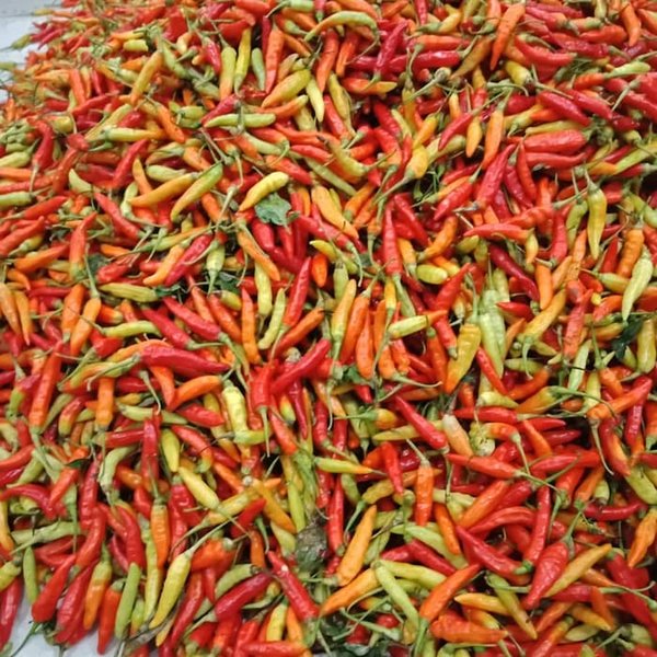 Detail Gambar Lombok Cabe Nomer 20