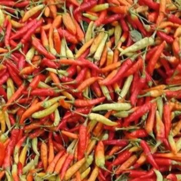 Detail Gambar Lombok Cabe Nomer 3
