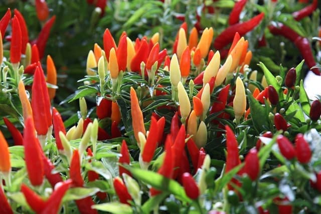 Detail Gambar Lombok Cabe Nomer 21