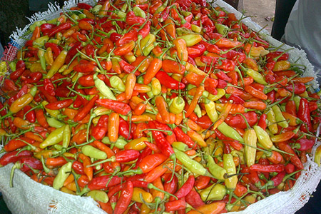 Detail Gambar Lombok Cabe Nomer 22