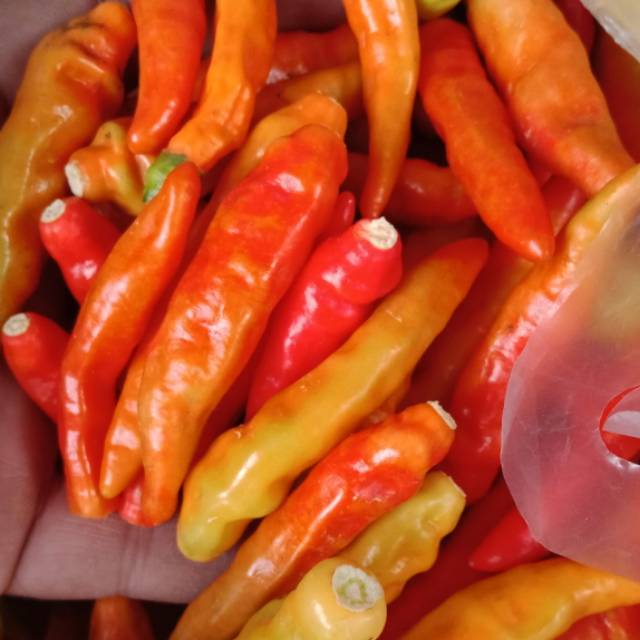 Detail Gambar Lombok Cabe Nomer 23