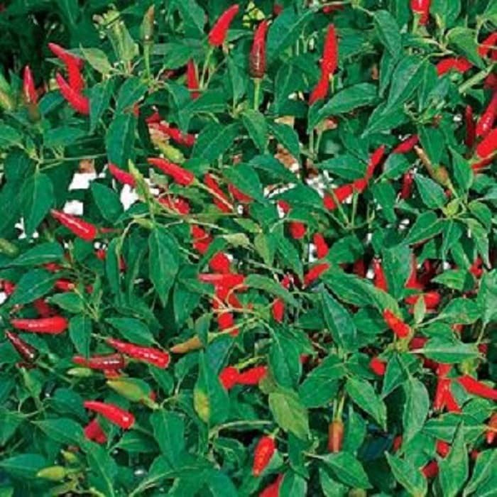 Detail Gambar Lombok Cabe Nomer 25