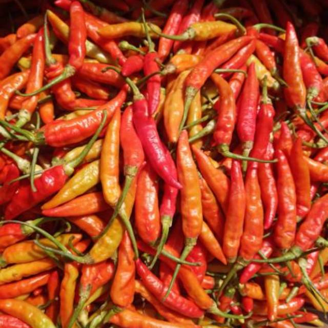 Detail Gambar Lombok Cabe Nomer 28