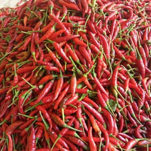Detail Gambar Lombok Cabe Nomer 30