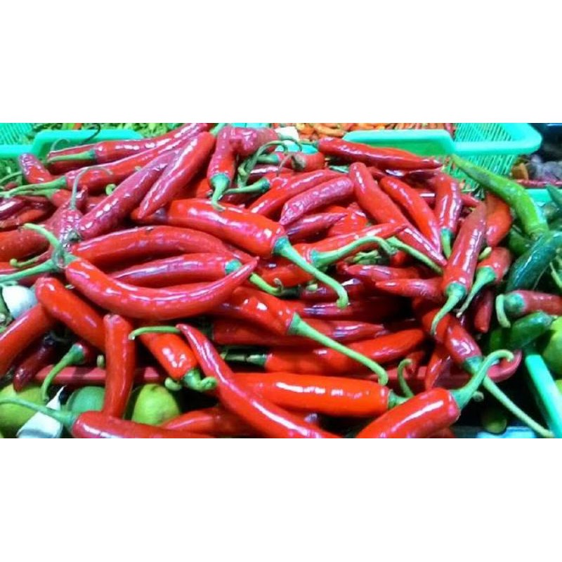 Detail Gambar Lombok Cabe Nomer 31