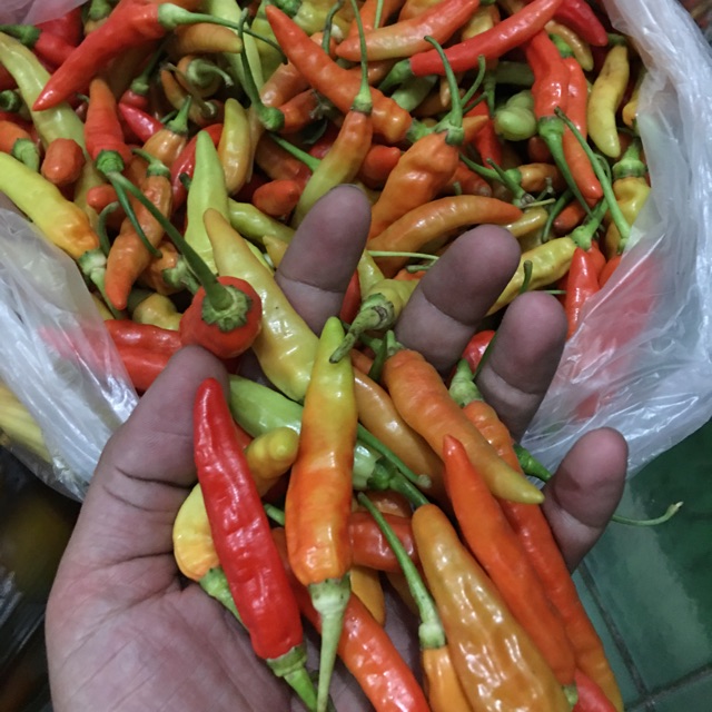 Detail Gambar Lombok Cabe Nomer 34