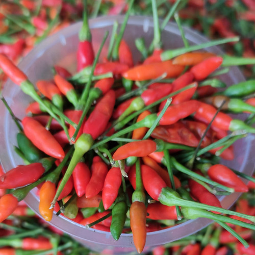 Detail Gambar Lombok Cabe Nomer 36