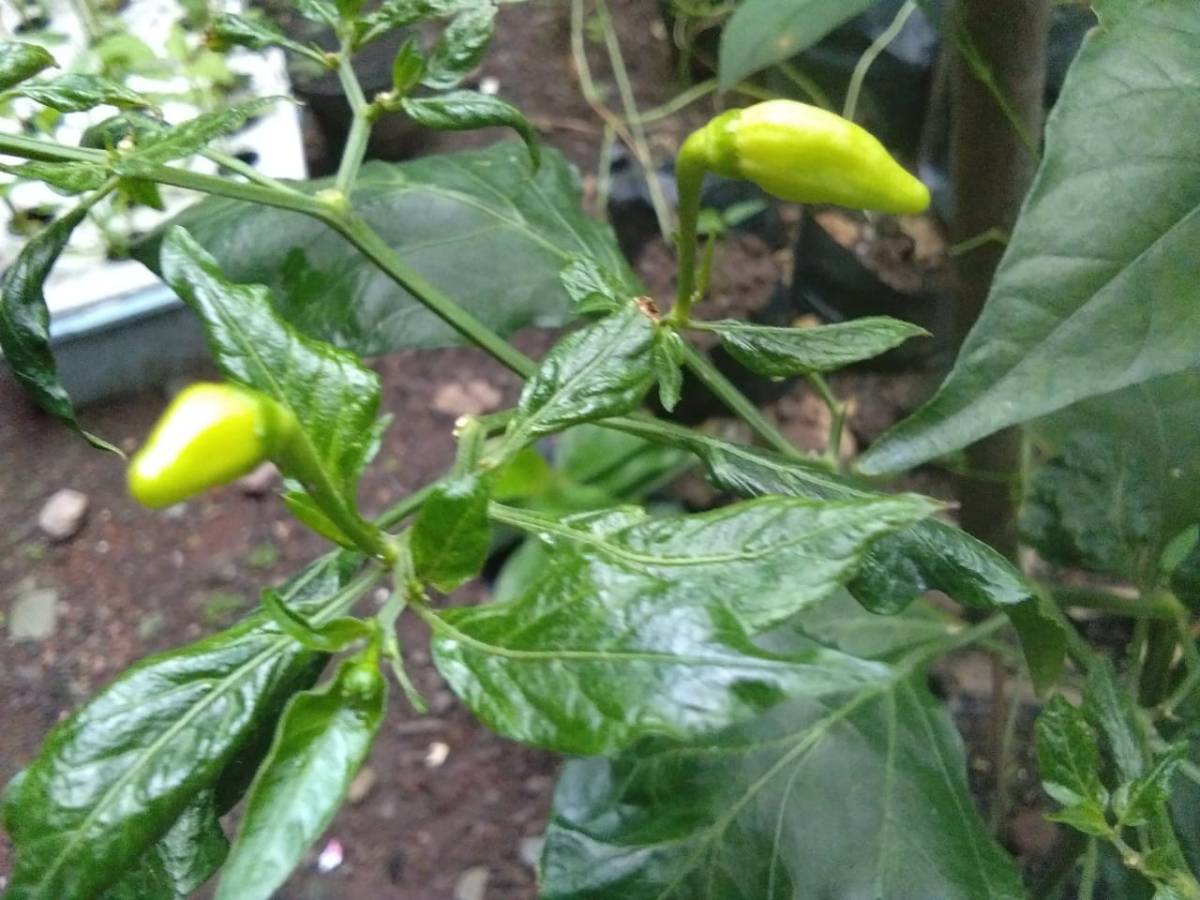 Detail Gambar Lombok Cabe Nomer 37