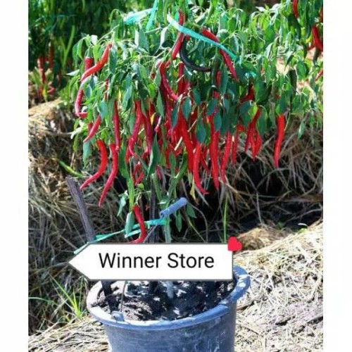 Detail Gambar Lombok Cabe Nomer 40