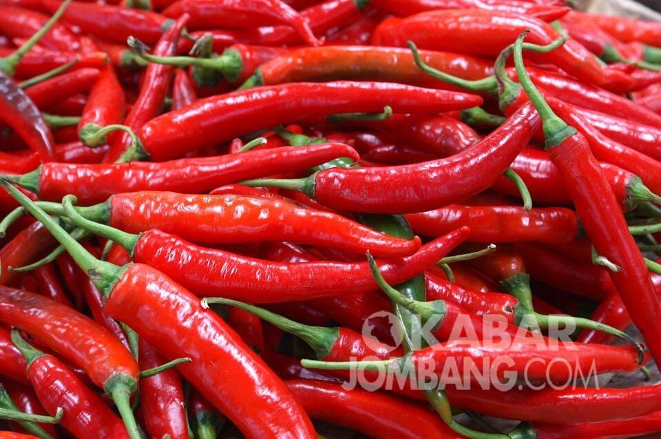 Detail Gambar Lombok Cabe Nomer 43