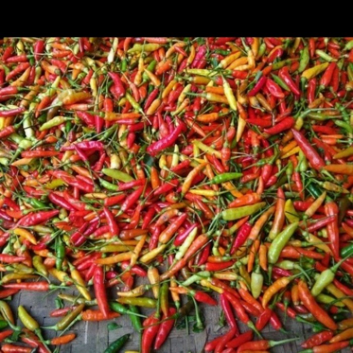 Detail Gambar Lombok Cabe Nomer 44