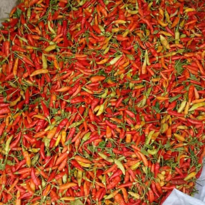 Detail Gambar Lombok Cabe Nomer 47