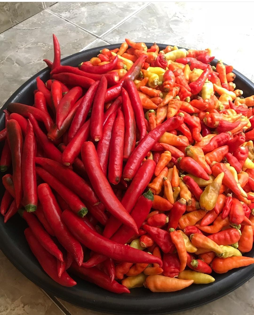 Detail Gambar Lombok Cabe Nomer 6