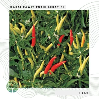 Detail Gambar Lombok Cabe Nomer 49