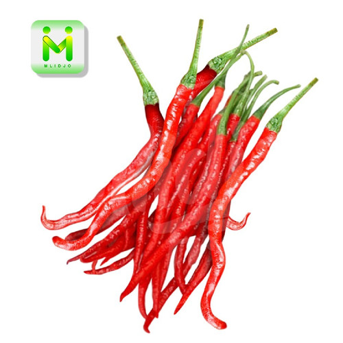 Detail Gambar Lombok Cabe Nomer 51