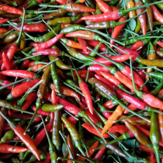 Detail Gambar Lombok Cabe Nomer 58