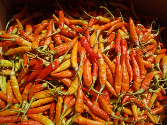 Detail Gambar Lombok Cabe Nomer 8