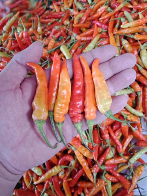 Detail Gambar Lombok Cabe Nomer 9