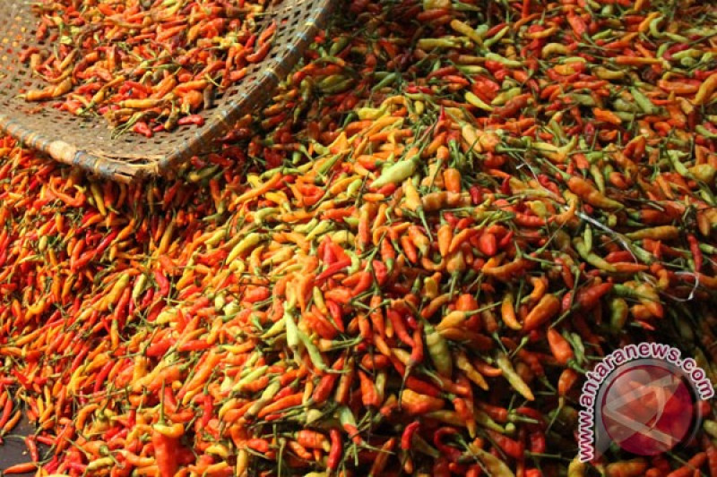Detail Gambar Lombok Cabe Nomer 10