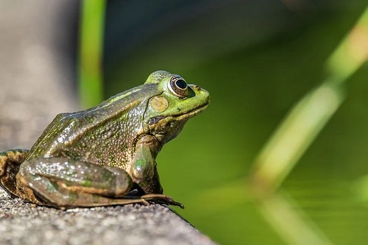Detail Gambar Lompat Katak Nomer 34
