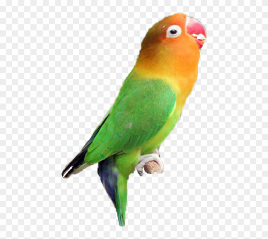 Detail Gambar Lovebird Animasi Nomer 8