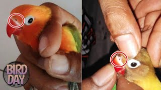 Gambar Lovebird Jantan Dan Betina - KibrisPDR